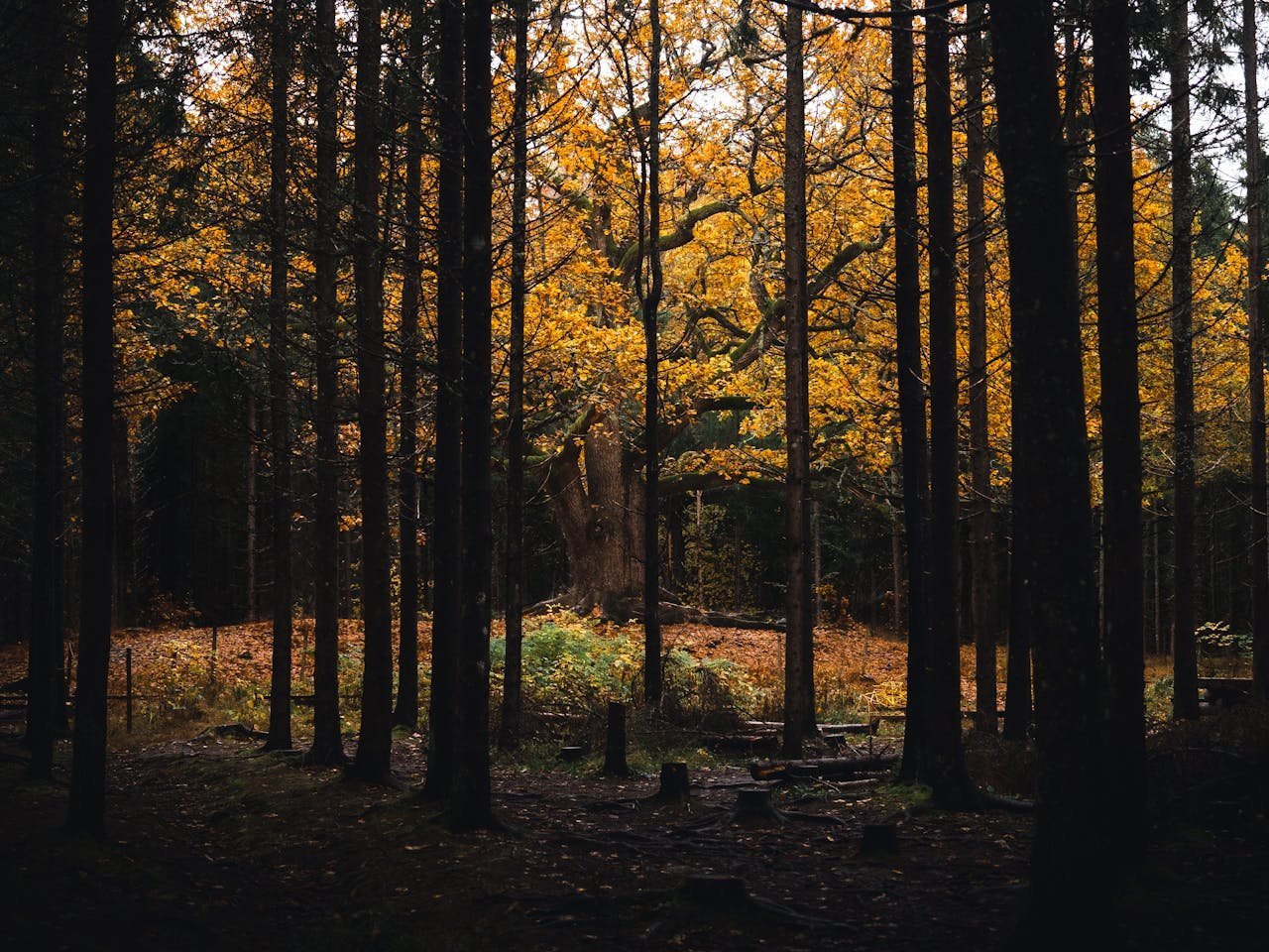 An Autumn Meditation