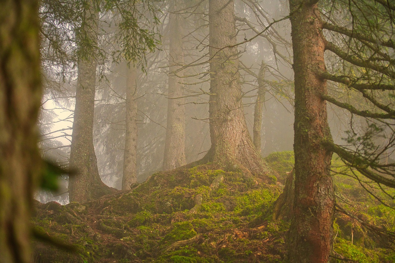 Where Us ‘Wild Things’ Breathe: Forest Healing for the Modern Soul.