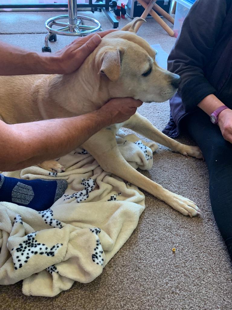 K-9 Massage/Reflexology