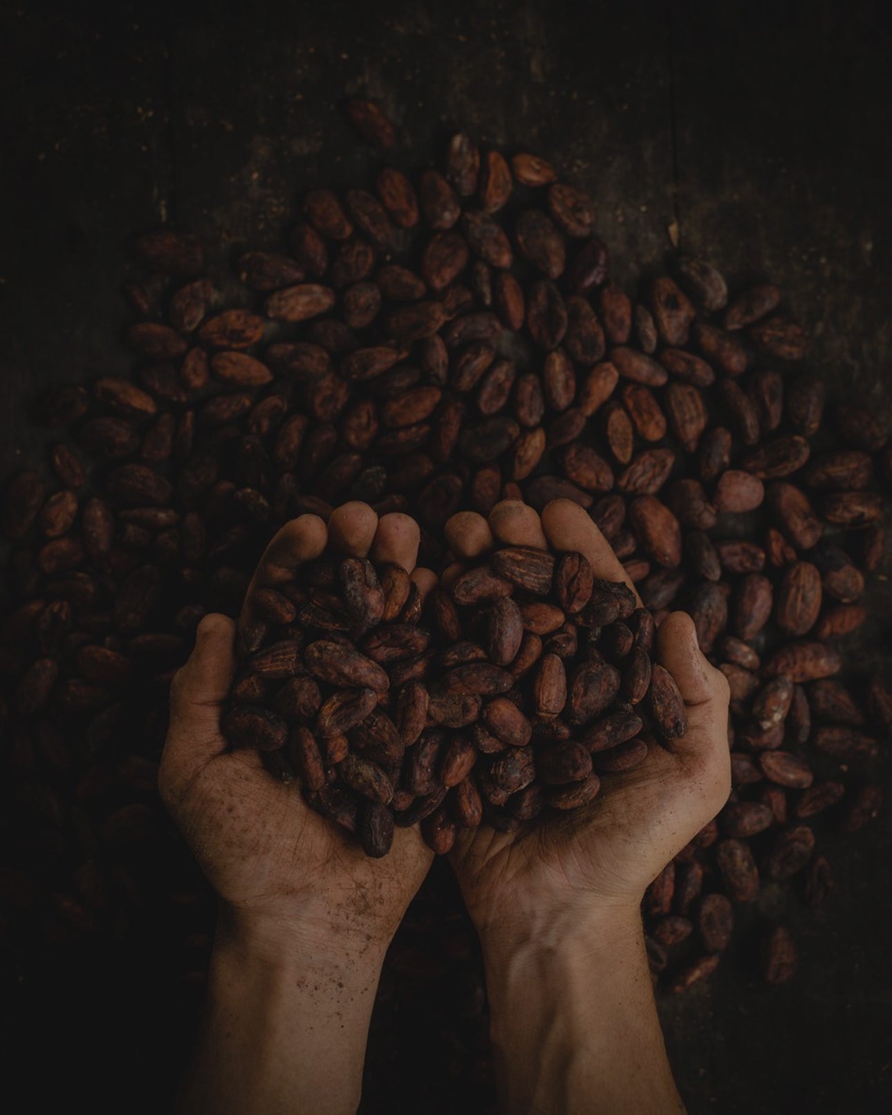 Cacao image