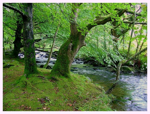 Natural Philosophy with Jane Cobbald